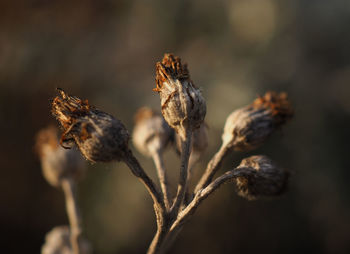 Finished brown flower heads on a silver ragwort plant, jacobaea maritima, in winter