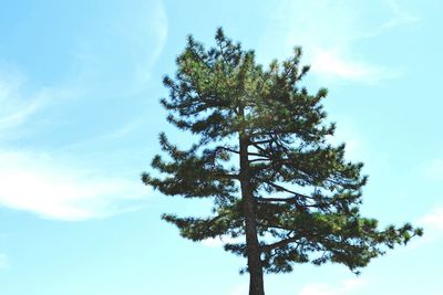 Low angle view of trees against blue sky