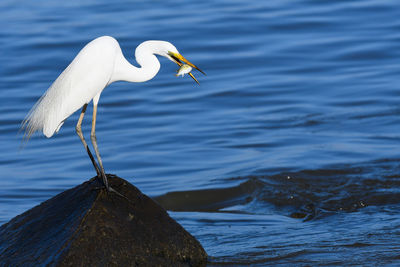 Close-up of heron perching on lake