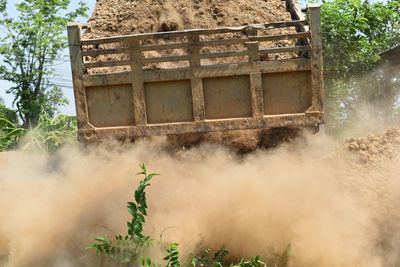 Plants by old building