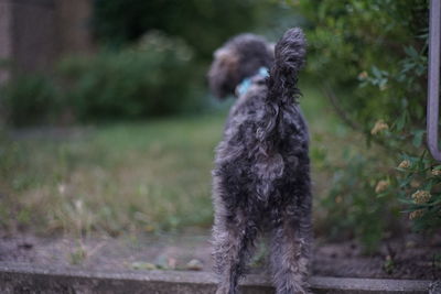 Rear view of dog