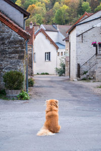 Dog on street in town