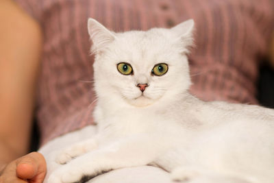 Portrait of cat on bed