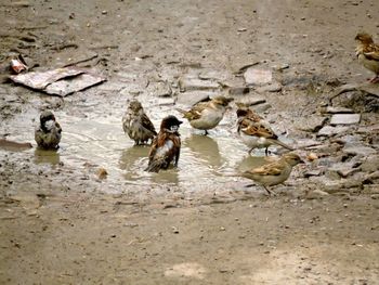 Birds in water