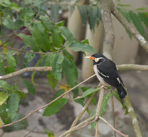 Close-up of bird perching on branch