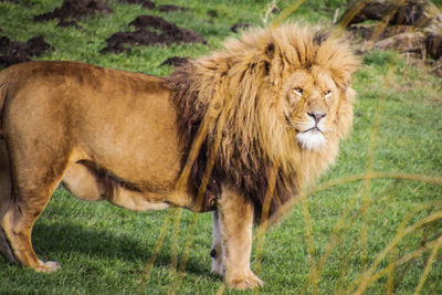 Lion on field