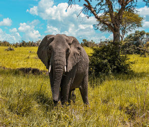 View of elephant on field