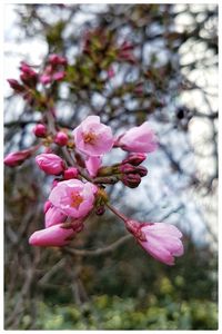 Close-up of pink flowers blooming on tree