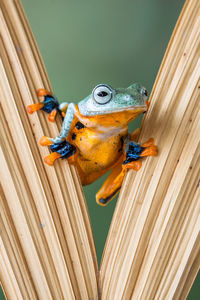 Wallace flying frog appears from behind leaf