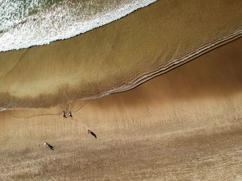 Birds flying over land