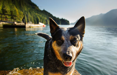 Portrait of dog standing at lakeshore