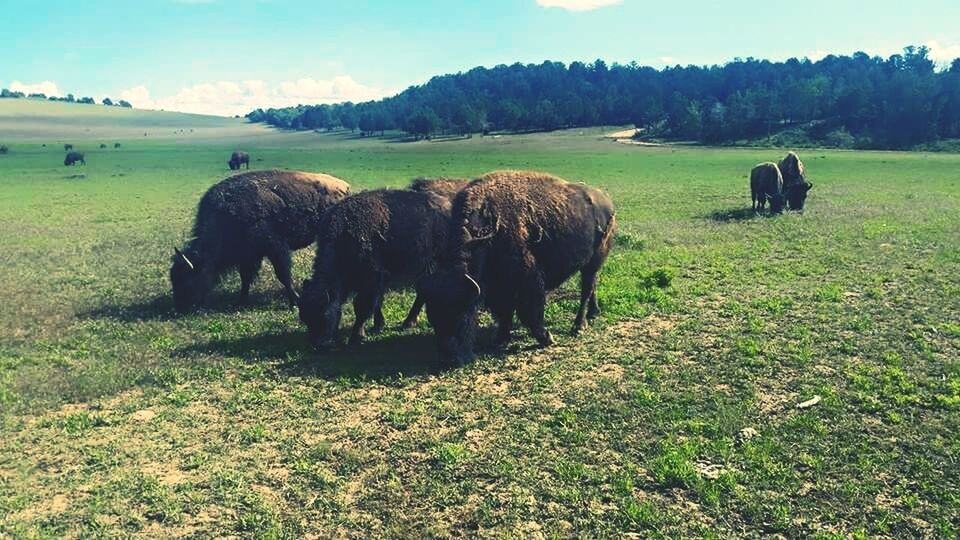 HORSES GRAZING ON GRASSY FIELD