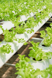 High angle view of potted plant