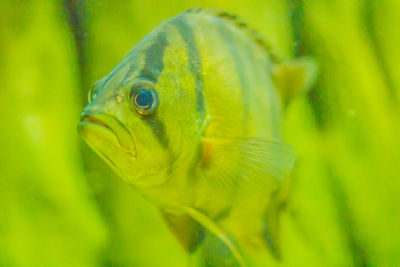 Close-up of fish swimming in sea