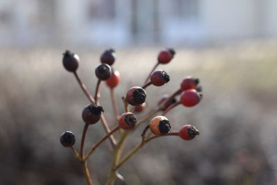 Close-up of berries growing on plant