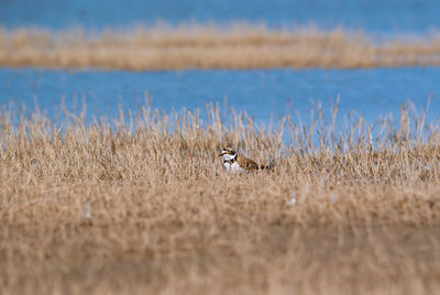 View of birds on land