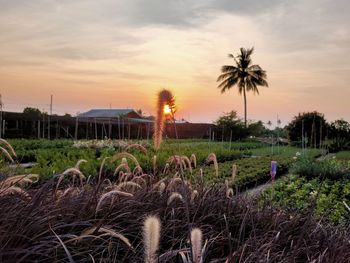 Plants growing on field against sky during sunset