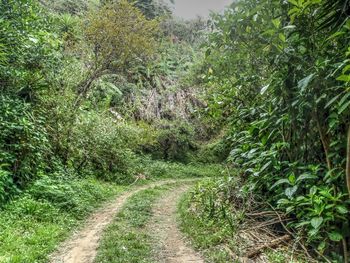 Dirt road amidst trees in forest