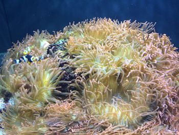 Close-up of coral in sea