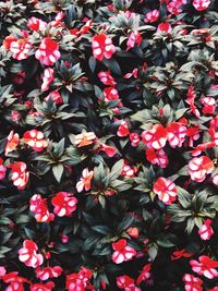 High angle view of red flowering plants