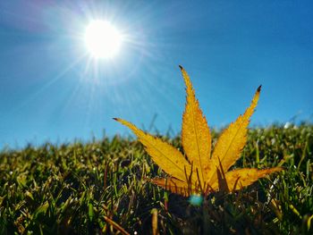 Sun shining through trees on field