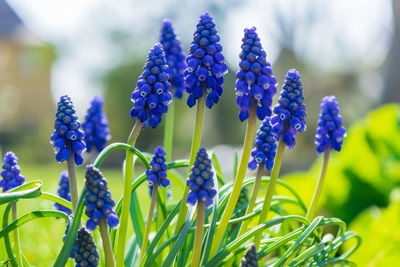 Close-up of purple flowering plants