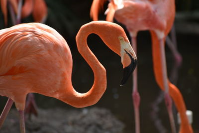 Close-up of two birds in water