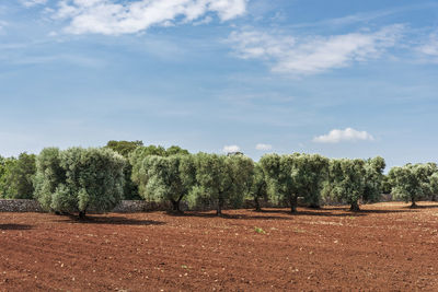 Trees on field against sky