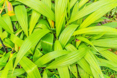 Full frame shot of fresh green leaf