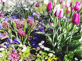 Full frame shot of purple flowers blooming outdoors