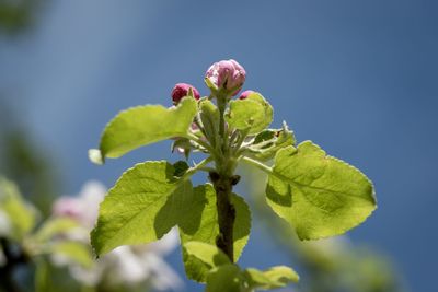 Close-up of green flowering plant