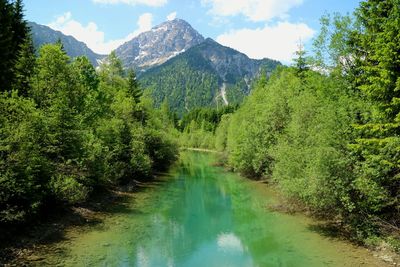 Scenic view of river amidst trees in forest