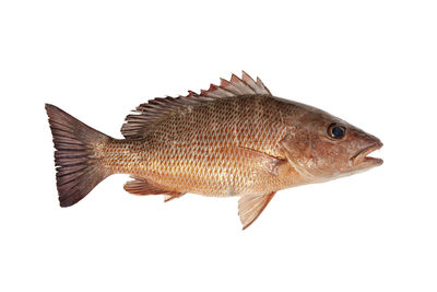 Close-up of fish against white background