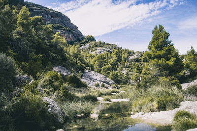 Calm stream with many stones on the path, surrounded by much green forest in catalonia, spain