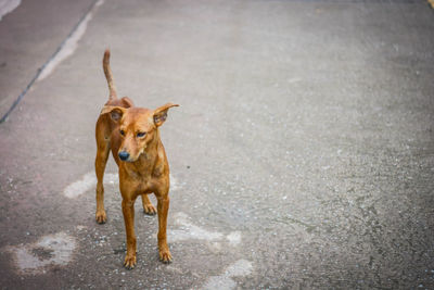 Portrait of dog standing on road