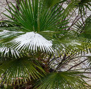 Low angle view of palm tree