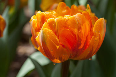 Close-up of orange rose flower