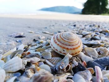 Close-up of seashell on beach