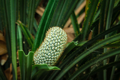 Close-up of fresh green plant in field