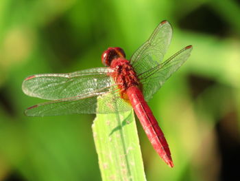 Close-up of dragonfly on leaf
