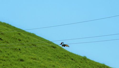 Low angle view of horse on field against clear blue sky