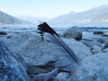 Close-up of feather on rock by sea against sky