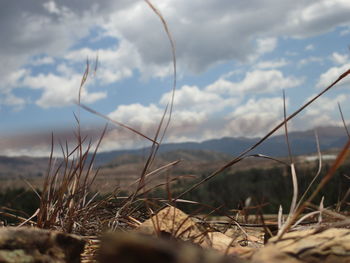 Close-up of grass by sea against sky