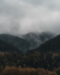 Scenic view of forest against sky