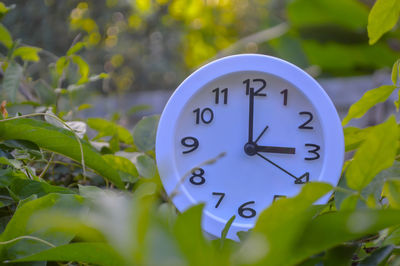 Close-up of clock against plants