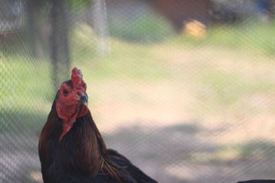 Close-up of rooster on fence