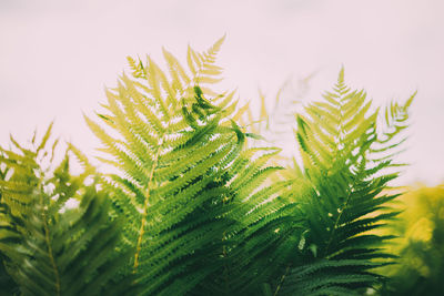 Close-up of wet pine tree leaves