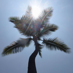 Low angle view of coconut palm tree against sky