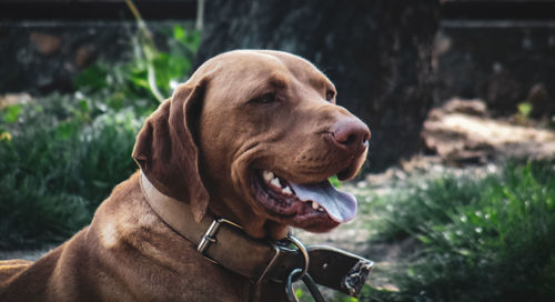 Close-up of dog looking away