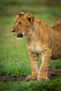Close-up of lion cub standing in grass